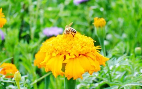 Bee on a flower Stock Photos