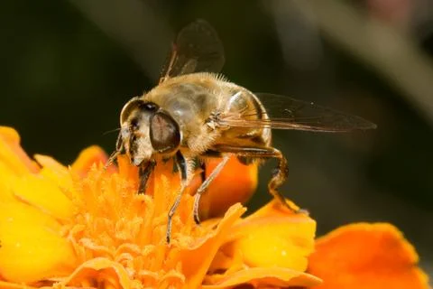 Bee on flower Stock Photos