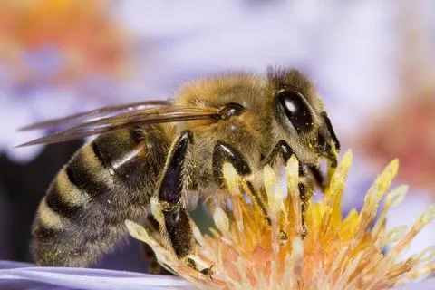 Bee on flower Stock Photos