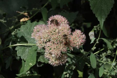 Bee on a flower Stockfoto's