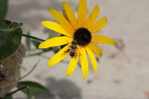 Bee on a flower Stockfoto's