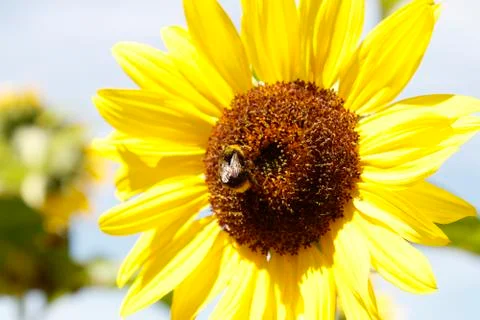 Bee on flower Stock Photos