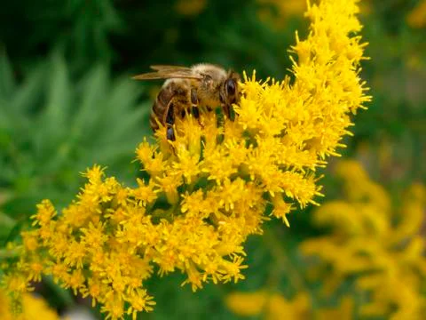 Bee on flower Stock Photos