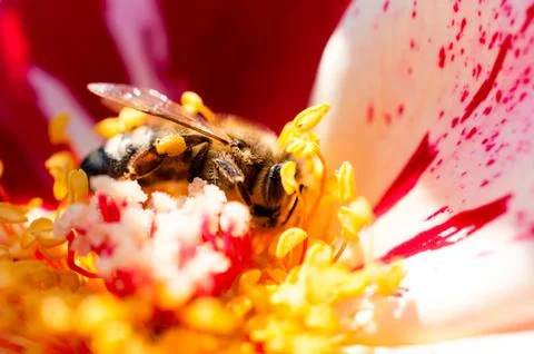 Bee in flower Stock Photos