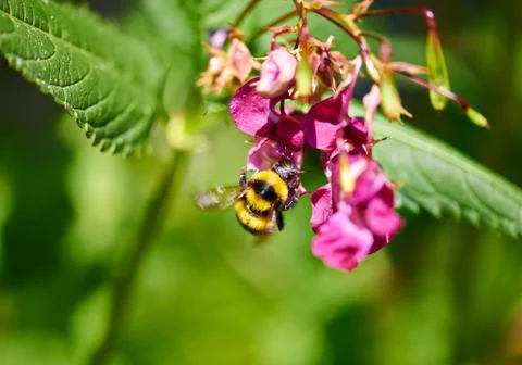 Bee on a flower Stock Photos