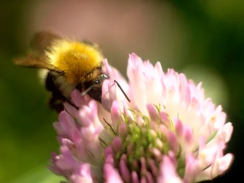 Bee on a flower Foto stock