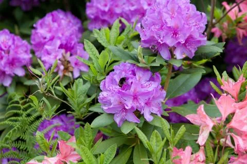 A bee on a flower Stock Photos