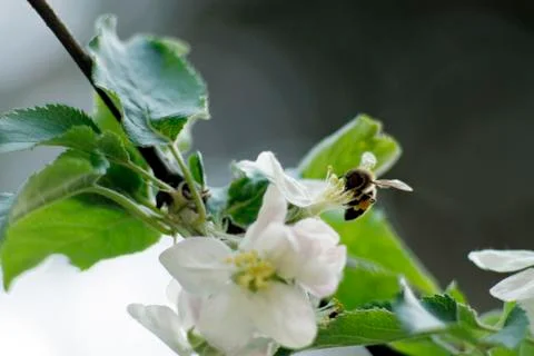 Bee on a flower Stock-Fotos