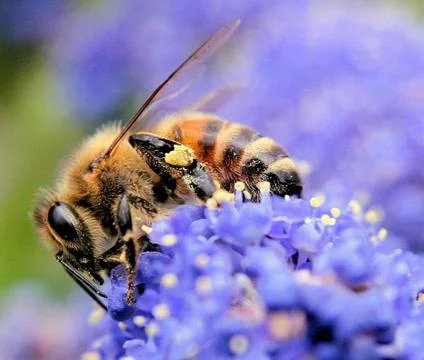 Bee on a flower Stock Photos