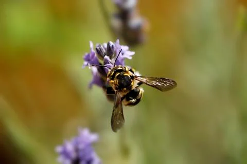 Bee on a flower Foto stock