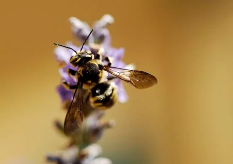 Bee on a flower  Foto stock