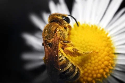Bee on flower Foto stock