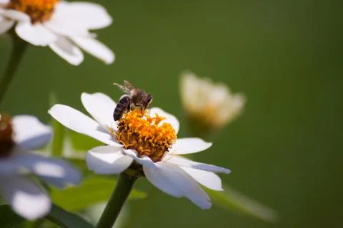 A bee on a flower Stock Photos
