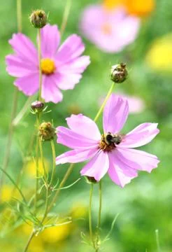 Bee on a flower. Stock Photos