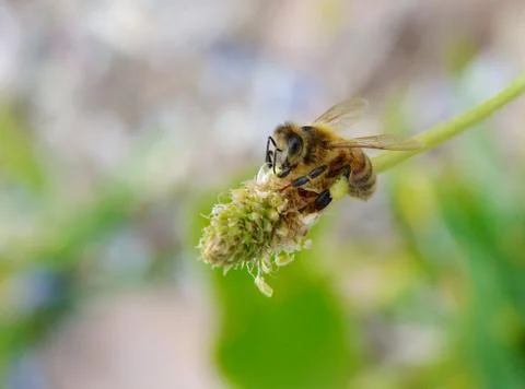 Bee on flower Stock Photos