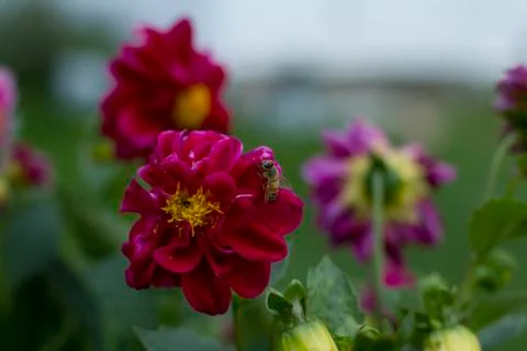 Bee on Flower Foto stock
