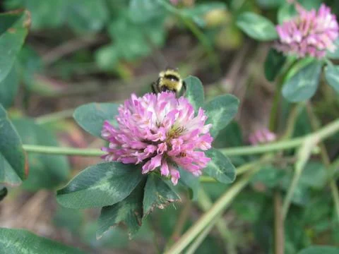 Bee on Flower Foto stock