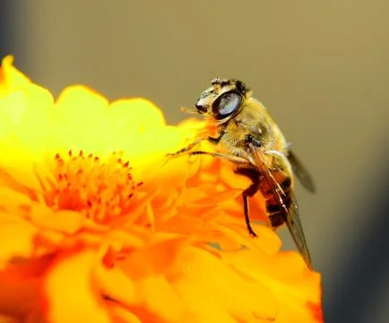 Bee on flower Stock Photos