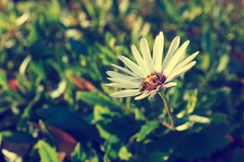 Bee on a flower Stock Photos