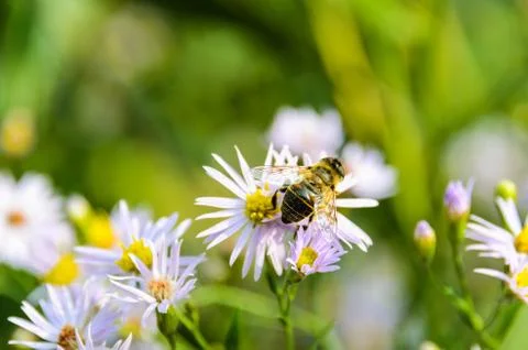 Bee on flower Stock-Fotos