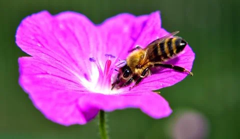 Bee on flower Stock Photos