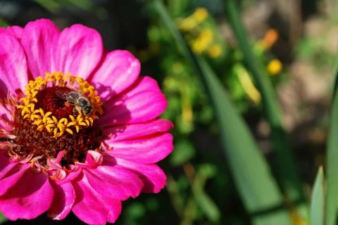 Bee on flower Stock Photos