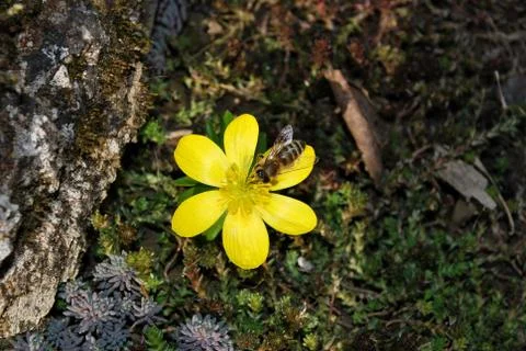 Bee on flower Foto stock