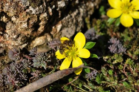 Bee on flower Stock Photos