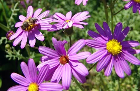 Bee on a flower Photos