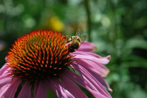 Bee on Flower Stock Photos