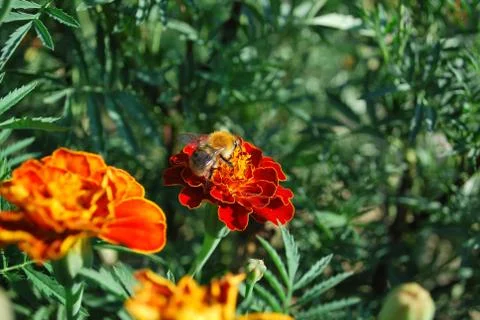 Bee on Flower Stock Photos