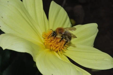 Bee on Flower Stock Photos