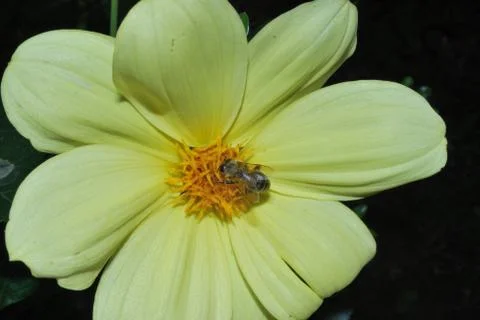 Bee on Flower Stock Photos