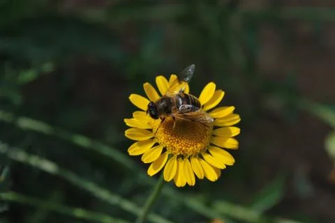 Bee on Flower Foto stock