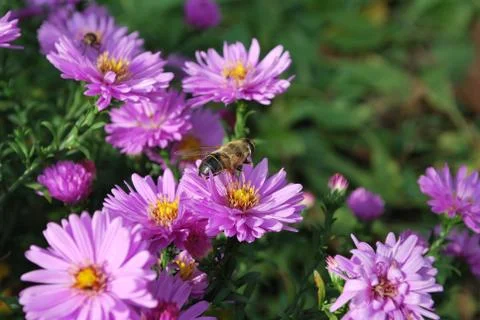 Bee on Flower Stock Photos