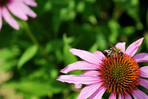 Bee on flower Foto stock