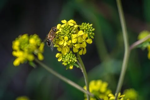 A bee on the flower Stock Photos