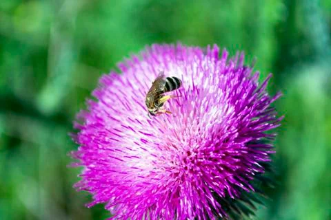 Bee on  the flower Stock Photos