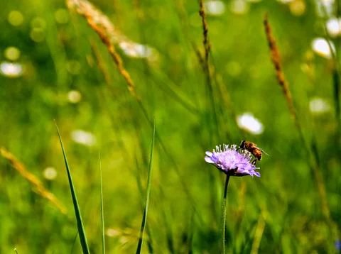 Bee on flower Stock Photos