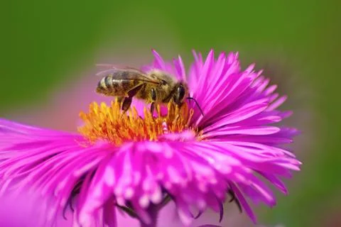 Bee on flower Stock Photos