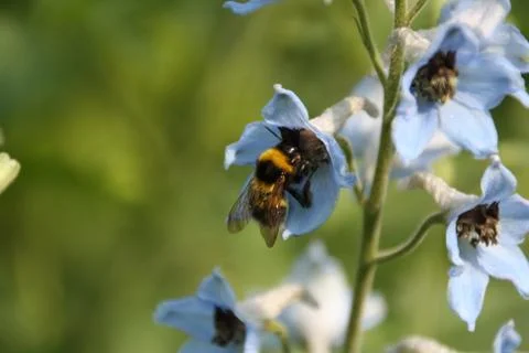 Bee on flower Stock Photos
