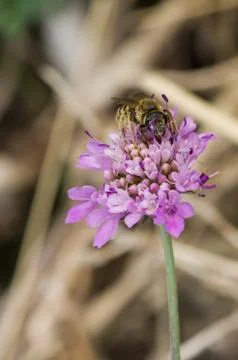 Bee on flower Stock Photos