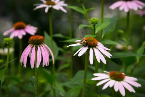 Bee on flower 스톡 사진
