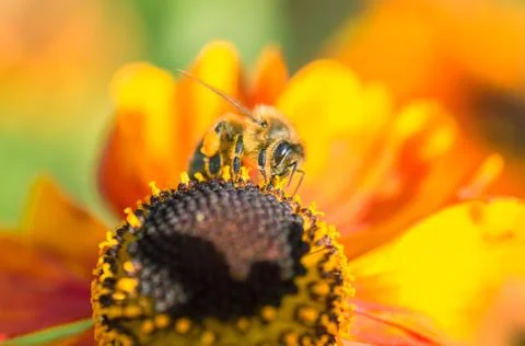 Bee on a flower Stock Photos