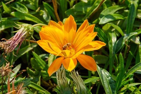 Bee in flower Fotos Stock