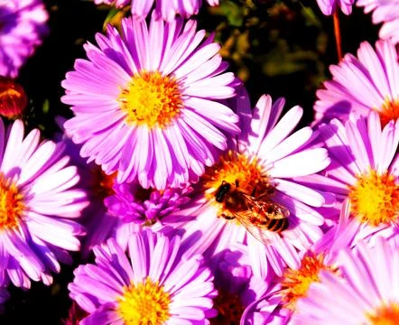 A bee on a flower Stock Photos