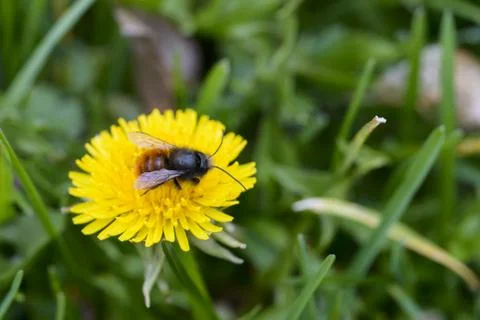 Bee on flower Stock Photos