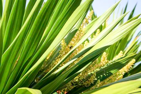 Bee on flower Stock Photos