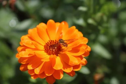Bee on flower Stock Photos