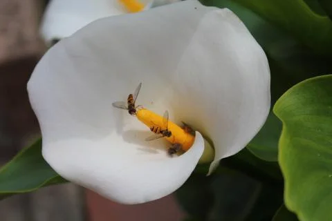 Bee on flower Stock Photos